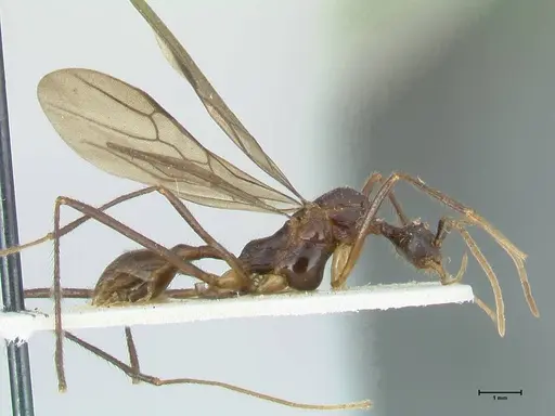 Aphaenogaster loriai specimen FOCOL1217 image focol1217_4