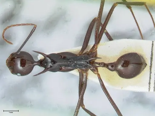 Aphaenogaster loriai specimen FOCOL1218 image focol1218_1