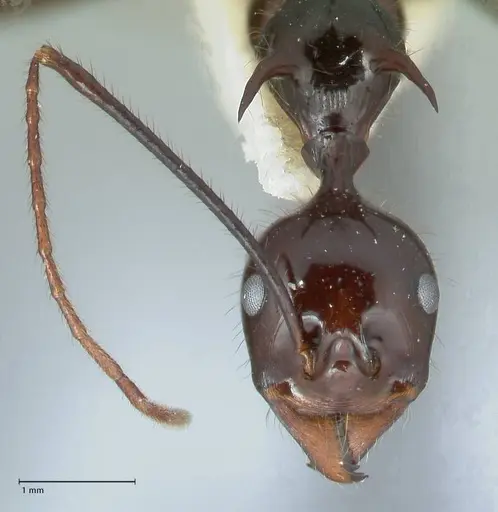 Aphaenogaster loriai specimen FOCOL1218 image focol1218_2