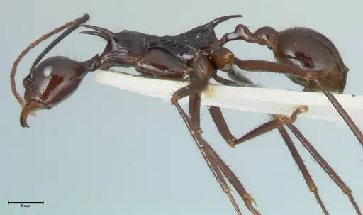 Aphaenogaster loriai specimen FOCOL1218 image focol1218_3