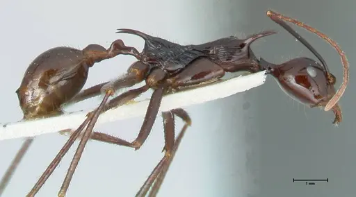 Aphaenogaster loriai specimen FOCOL1218 image focol1218_4