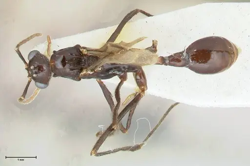 Aphaenogaster loriai specimen FOCOL1219 image focol1219_1