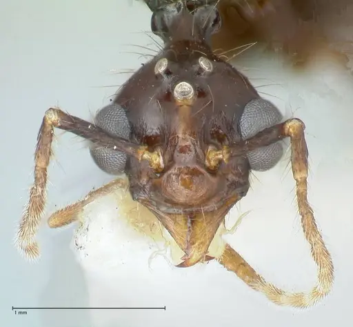 Aphaenogaster loriai specimen FOCOL1219 image focol1219_2