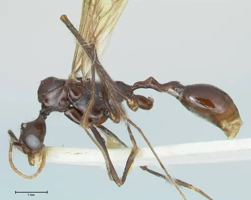 Aphaenogaster loriai specimen FOCOL1219 image focol1219_3
