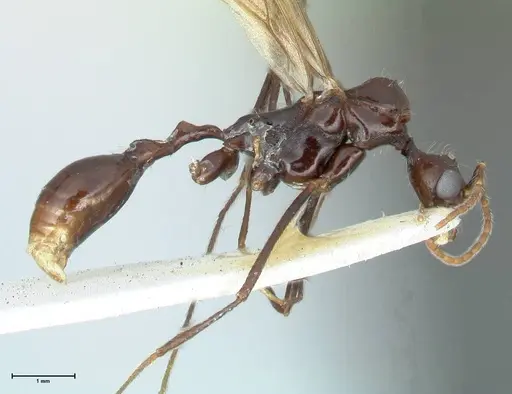 Aphaenogaster loriai specimen FOCOL1219 image focol1219_4