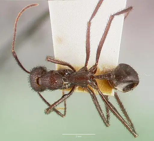Aphaenogaster lustrans specimen CASTYPE06885 image castype06885_1