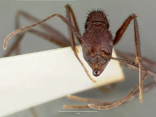 Aphaenogaster lustrans specimen CASTYPE06885 image castype06885_2
