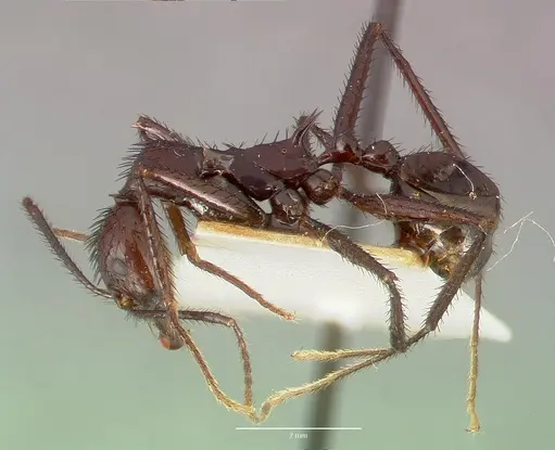 Aphaenogaster lustrans specimen CASTYPE06885 image castype06885_3