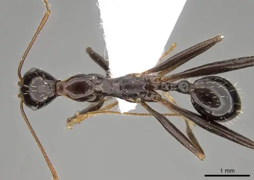 Aphaenogaster lykiaensis specimen CASENT0914406 image casent0914406_1