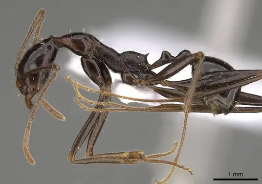 Aphaenogaster lykiaensis specimen CASENT0914406 image casent0914406_3
