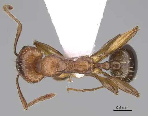 Aphaenogaster maculifrons specimen CASENT0922688 image casent0922688_1