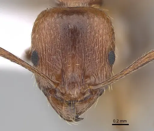 Aphaenogaster maculifrons specimen CASENT0922688 image casent0922688_2