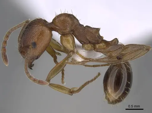 Aphaenogaster maculifrons specimen CASENT0922688 image casent0922688_3