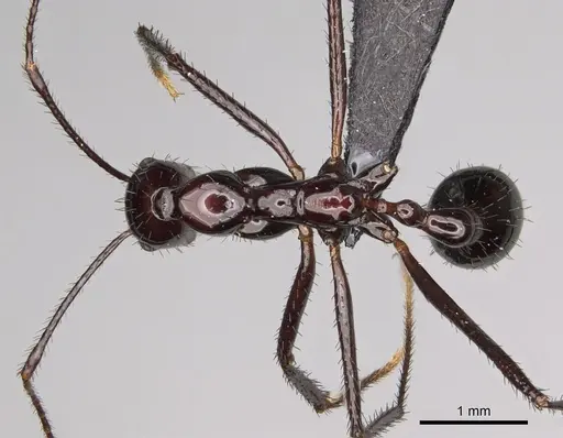 Aphaenogaster makay specimen CASENT0205704 image casent0205704_1