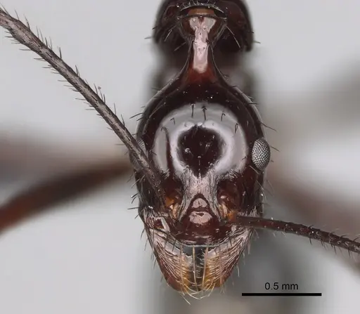 Aphaenogaster makay specimen CASENT0205704 image casent0205704_2