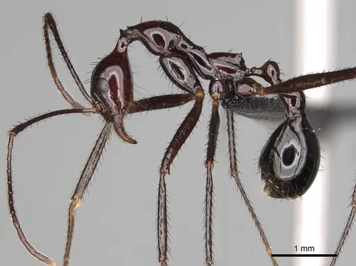 Aphaenogaster makay specimen CASENT0205704 image casent0205704_3