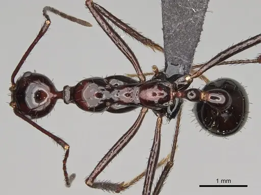 Aphaenogaster makay specimen CASENT0208632 image casent0208632_1