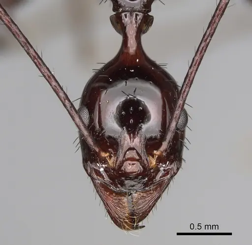 Aphaenogaster makay specimen CASENT0208632 image casent0208632_2