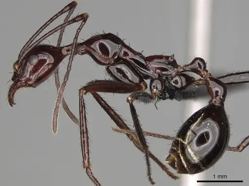 Aphaenogaster makay specimen CASENT0208632 image casent0208632_3