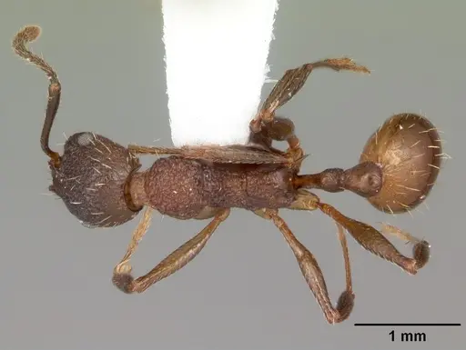 Aphaenogaster mariae specimen CASENT0103599 image casent0103599_1
