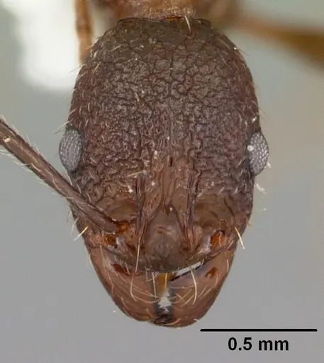 Aphaenogaster mariae specimen CASENT0103599 image casent0103599_2