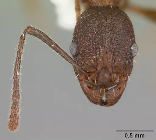 Aphaenogaster mariae specimen CASENT0103599 image casent0103599_3