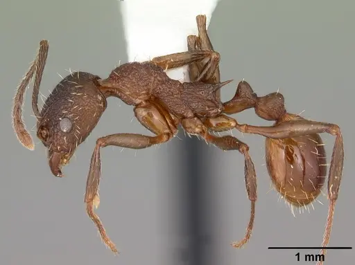 Aphaenogaster mariae specimen CASENT0103599 image casent0103599_4
