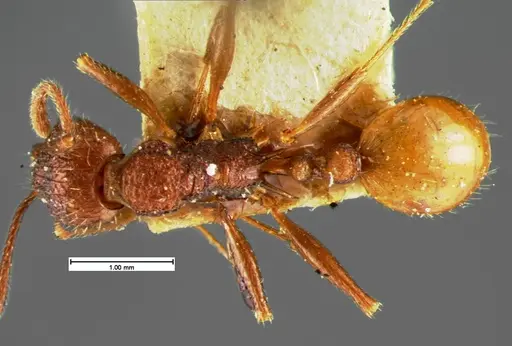 Aphaenogaster mariae specimen CASENT0105571 image casent0105571_1