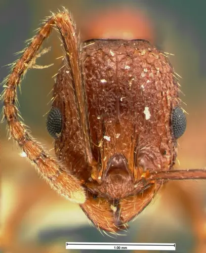 Aphaenogaster mariae specimen CASENT0105571 image casent0105571_2