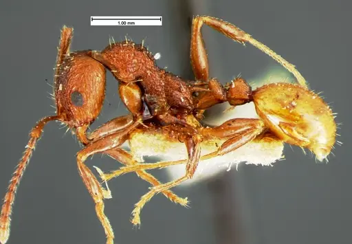 Aphaenogaster mariae specimen CASENT0105571 image casent0105571_3