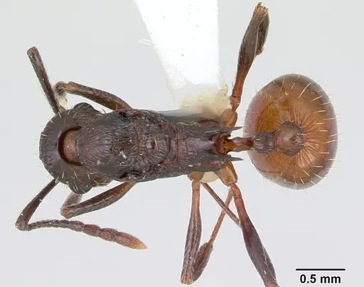 Aphaenogaster mariae specimen CASENT0173650 image casent0173650_1