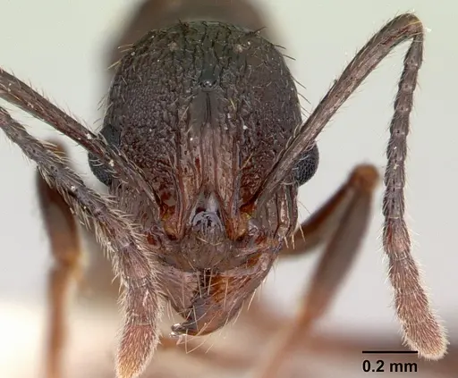 Aphaenogaster mariae specimen CASENT0173650 image casent0173650_2