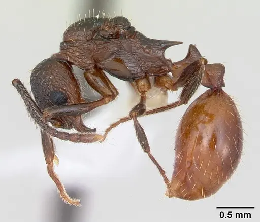Aphaenogaster mariae specimen CASENT0173650 image casent0173650_3