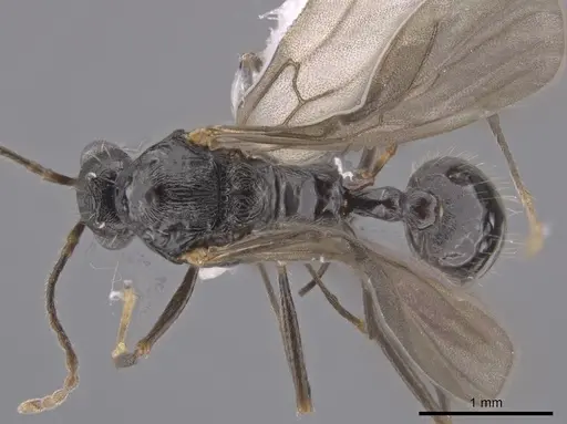 Aphaenogaster mariae specimen CASENT0659050 image casent0659050_1
