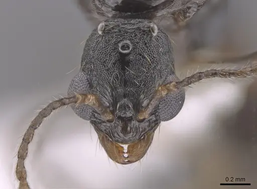 Aphaenogaster mariae specimen CASENT0659050 image casent0659050_2