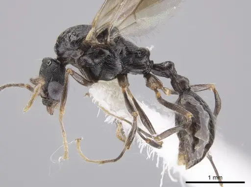 Aphaenogaster mariae specimen CASENT0659050 image casent0659050_3