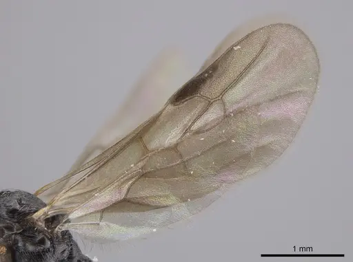 Aphaenogaster mariae specimen CASENT0659050 image casent0659050_4