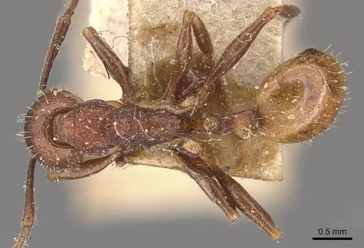 Aphaenogaster mariae specimen CASENT0907688 image casent0907688_1