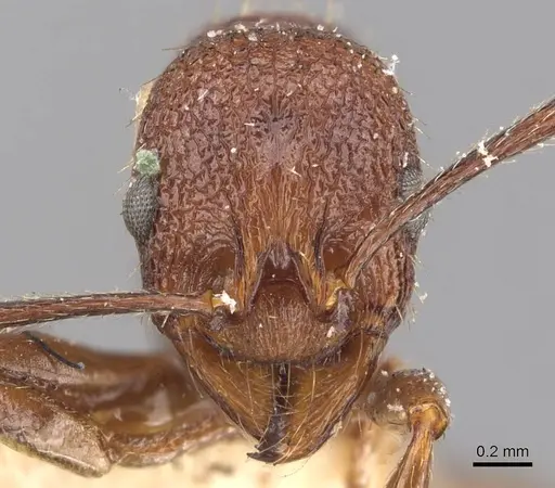 Aphaenogaster mariae specimen CASENT0907688 image casent0907688_2