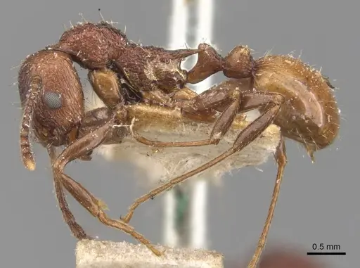 Aphaenogaster mariae specimen CASENT0907688 image casent0907688_3