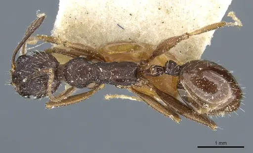 Aphaenogaster mauritanica specimen CASENT0904172 image casent0904172_1