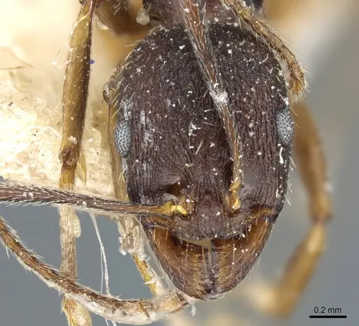 Aphaenogaster mauritanica specimen CASENT0904172 image casent0904172_2
