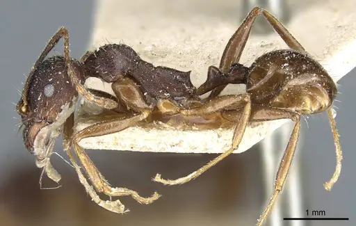 Aphaenogaster mauritanica specimen CASENT0904172 image casent0904172_3
