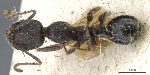 Aphaenogaster mauritanica specimen CASENT0904173 image casent0904173_1