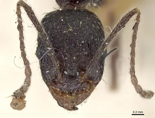 Aphaenogaster mauritanica specimen CASENT0904173 image casent0904173_2