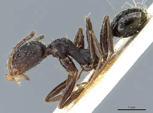 Aphaenogaster mauritanica specimen CASENT0904173 image casent0904173_3