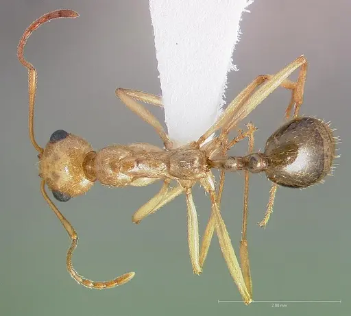 Aphaenogaster megommata specimen CASENT0005724 image casent0005724_1
