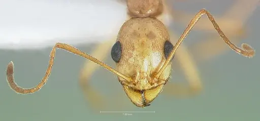 Aphaenogaster megommata specimen CASENT0005724 image casent0005724_2