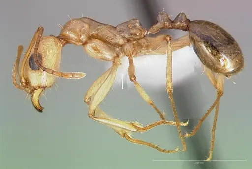 Aphaenogaster megommata specimen CASENT0005724 image casent0005724_3