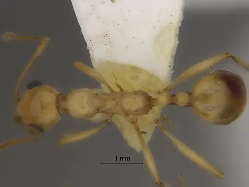 Aphaenogaster megommata specimen CASENT0869794 image casent0869794_1